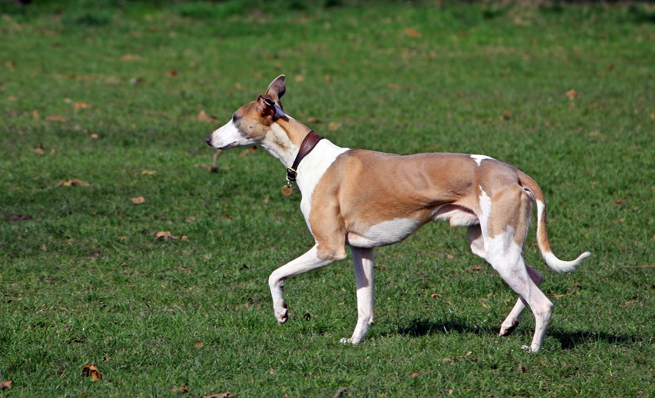 Rasen Whippet är populär vid hundkapplöpning