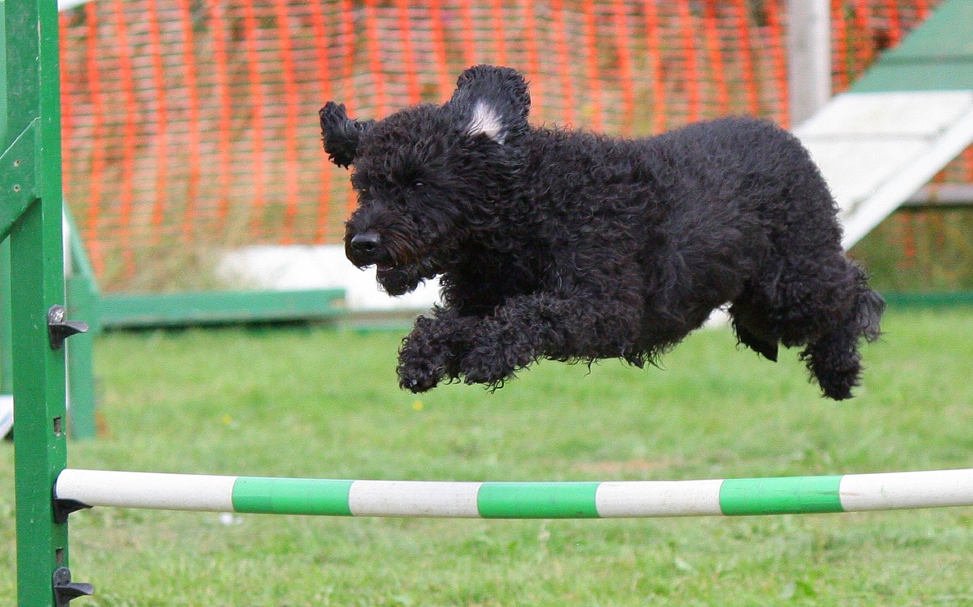 Tävla med din hund