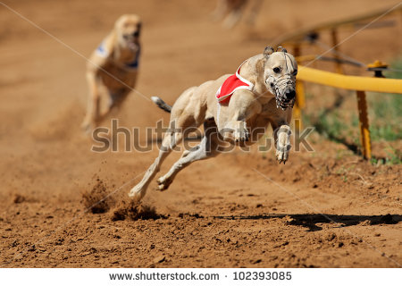 Greyhound racing är en fartfylld sport